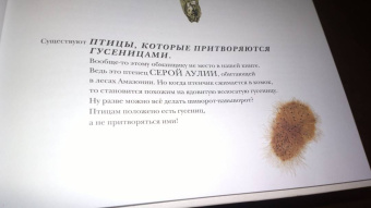 Барт Россел: Поразительные насекомые. Книга про подземных математиков, мастеров блефа, дружных кочевников, зомби
