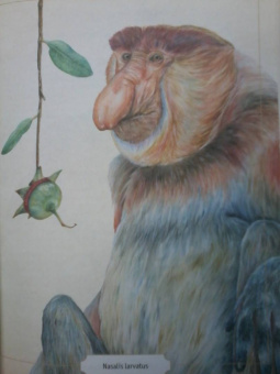 Сэми Бэйли: Энциклопедия удивительных животных