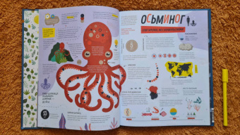 Пинтос, Ианнуззи: Как спит пчела? Удивительные факты о животных и их суперспособностях