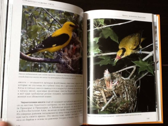 Константин Михайлов: Лесные птицы России