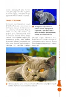 Анастасия Красичкова: Британские кошки. Гид по породе