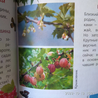 Петр Волцит: Ягоды и грибы