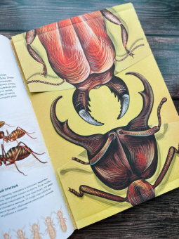 Анна Янкелевич: Королевство насекомых. Интерактивная книга с окошками о жизни муравьев, ос и пчел