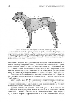 Зеленевский, Зеленевский, Щипакин: Анатомия животных. Соматические системы. Практикум. Учебное пособие для вузов