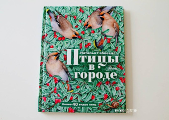 Наталья Габеева: Птицы в городе