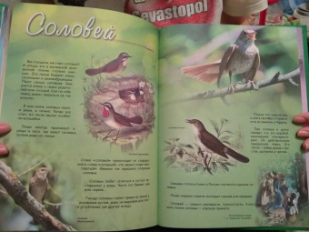 В. Владимиров: Какие птицы самые красивые?