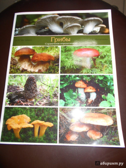 Матанцев, Матанцева: Грибы. Справочник-определитель