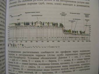 Марина Тиходеева: Санкт-Петербург глазами геоботаника