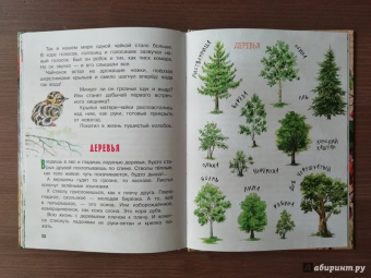 Николай Сладков: Лесные сказки