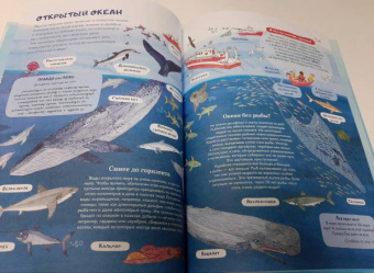 Амандин Тома: Через океаны