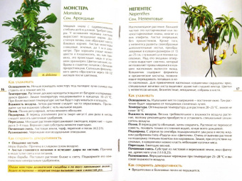 Валентин Воронцов: Секреты ухода. Декоративнолистные комнатные растений