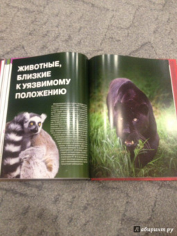 Скалдина, Слиж: Красная книга. Животные мира