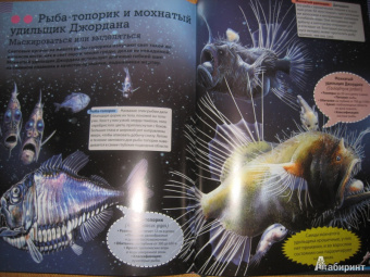 Кармен Родригес: Животные морей и океанов