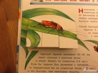 Владимир Горбатовский: Насекомые