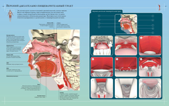 Джейми Роубак: Анатомия человека 360°. Иллюстрированный атлас