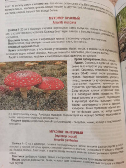 Иван Куреннов: Грибы. Полная иллюстрированная энциклопедия