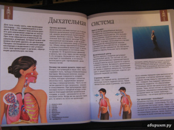 Буэ, Симон: Тело человека