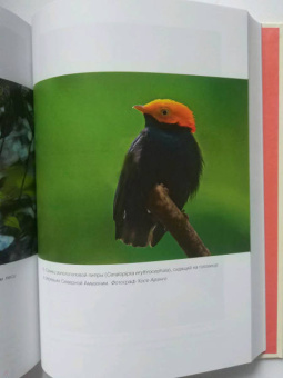 Ричард Прам: Эволюция красоты. Как дарвиновская теория полового отбора объясняет животный мир — и нас самих