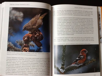 Константин Михайлов: Лесные птицы России