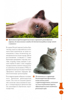Анастасия Красичкова: Британские кошки. Гид по породе