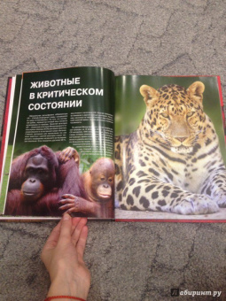 Скалдина, Слиж: Красная книга. Животные мира