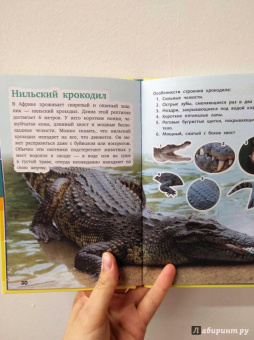 Кошевар, Хомич: Всё обо всём