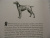 Элизабет Томас: Собаки и тайны, которые они скрывают. Легендарный бестселлер о сознании, поведении и привычках