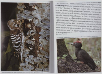 Константин Михайлов: Лесные птицы России