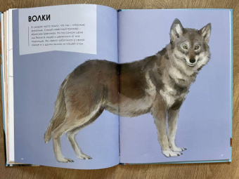 Олливье, Клаас: Лучшие родители