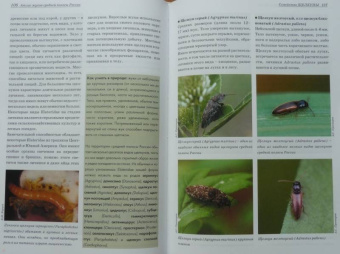 Александр Просвиров: Атлас жуков средней полосы России