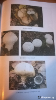 Алексей Колядов: Грибная охота. Советы опытного грибника