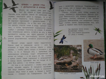 Василий Вишневский: Наши птицы. Определитель для детей