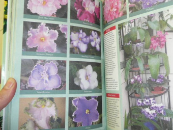 Ирина Иофина: 100 самых популярных комнатных растений