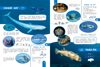 Наталия Баранова: Удивительный мир животных. Энциклопедия для детей