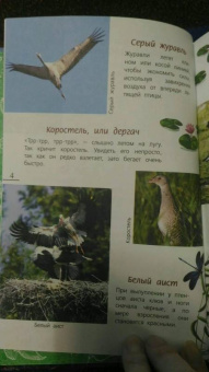 Василий Вишневский: Наши птицы. Определитель для детей