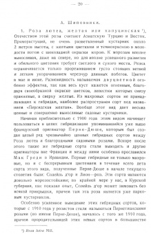 Николай Кичунов: Розы