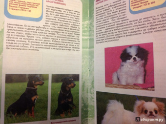 Эва-Мария Кремер: Самые популярные породы собак