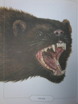 Сэми Бэйли: Энциклопедия опасных животных