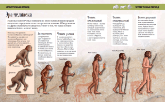 Ло, Бэйли: История жизни на Земле. От бактерии до человека