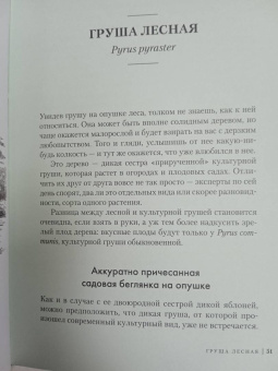 Андреас Хазе: Деревья. Как жизни человека и дерева переплетены друг с другом