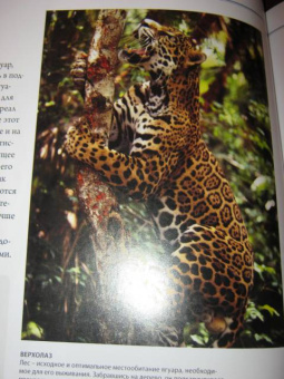 Бамбарадения, Вудрафф, Гинзберг: Животный мир. Иллюстрированный атлас