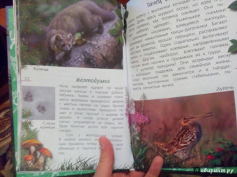 Александр Тихонов: Лесные тайны