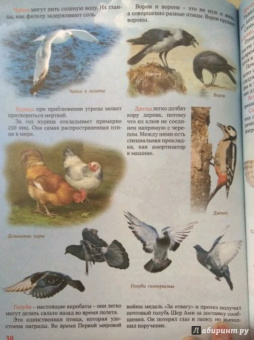 Евстигнеев, Ященко: Кто на свете старше динозавра... или Почему киты живут в воде, а слоны на суше?