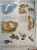 Евстигнеев, Ященко: Кто на свете старше динозавра... или Почему киты живут в воде, а слоны на суше?