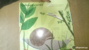 Боманн, Дюпон: Животные снаружи и внутри