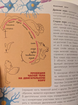 Дубынин, Сергеев: Мозг и нервная система