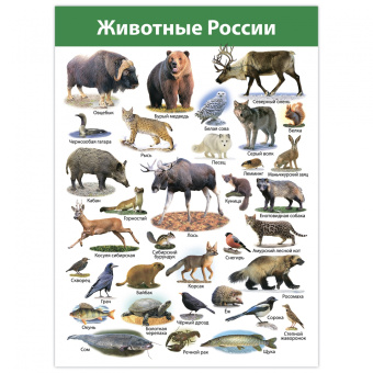 Комплект плакатов. Животные мира