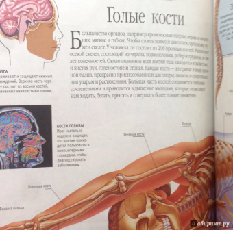 Тина Канделаки: Гигантская энциклопедия живого мира