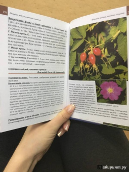 Александр Ефремов: Дикорастущие лекарственные растения средней полосы России:  карманный справочник