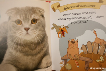 Евгения Гюнтер: Котики